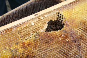 Fraßspuren auf einer Honigwabe